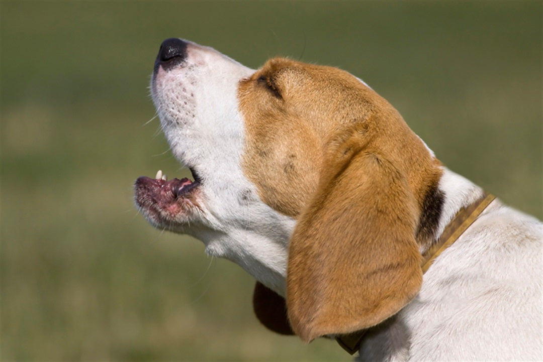 How to train a beagle to hot sale stop barking