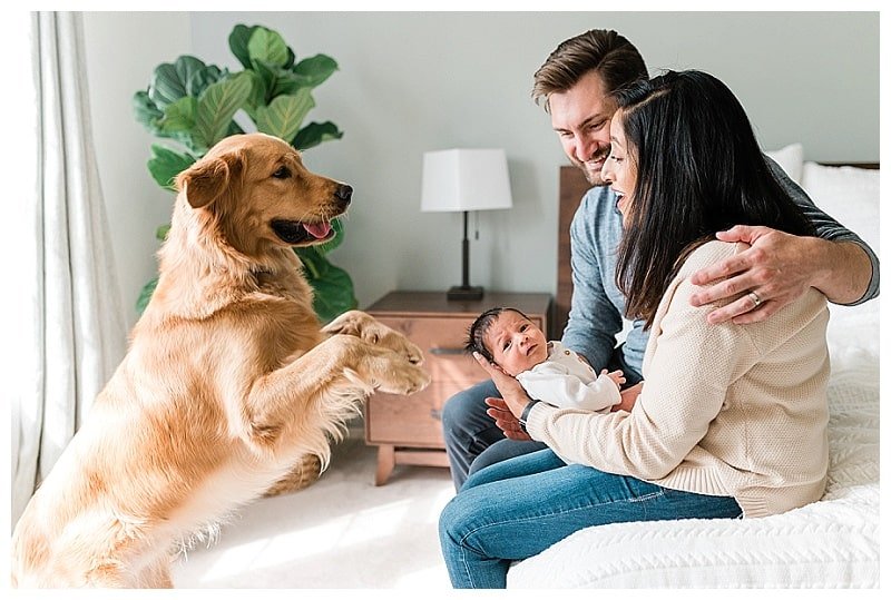 Golden Retriever Dog being introduced to a newborn baby and family