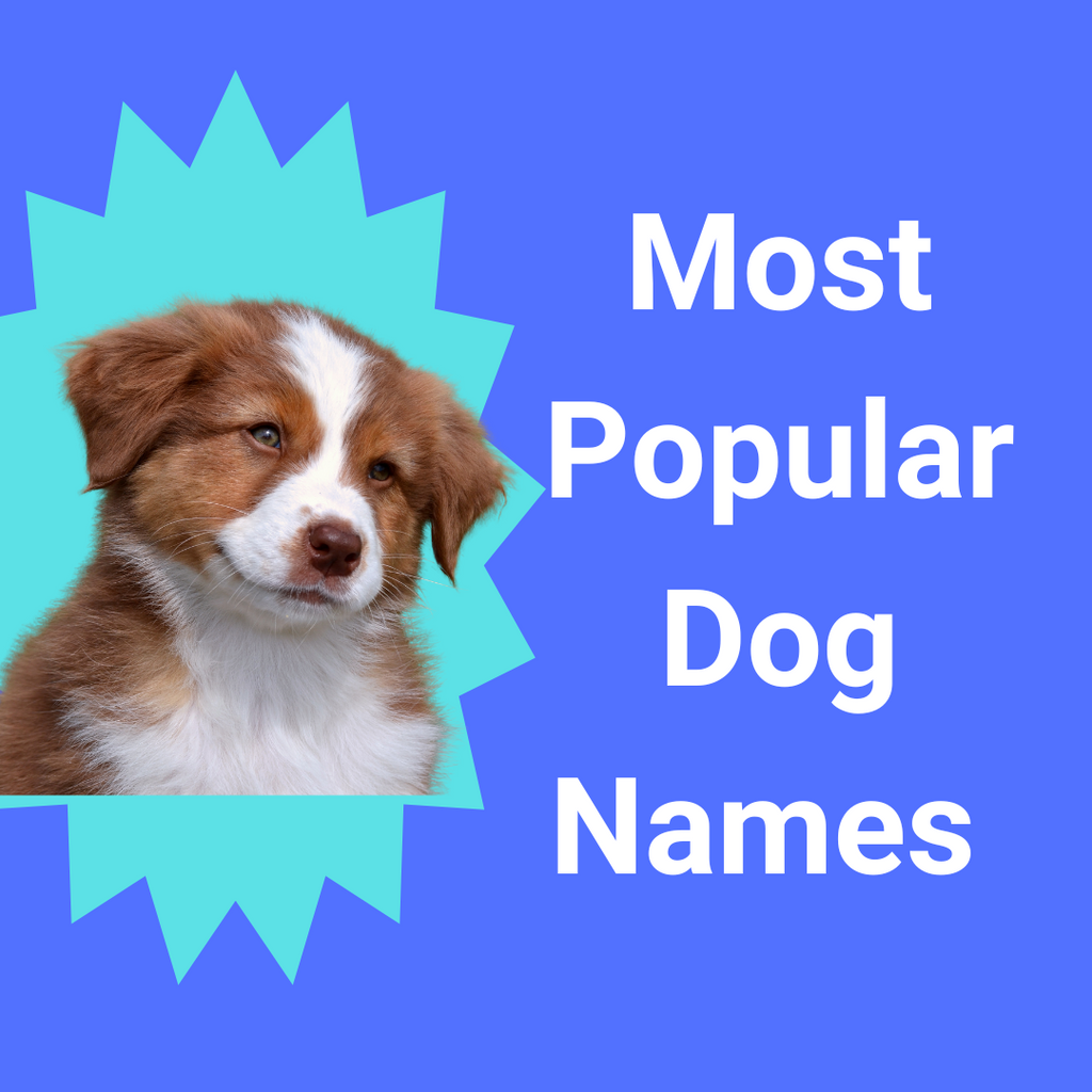 Most Popular Dog Names Of 2023 [Ulimate Name Guide] Farmer Pete's