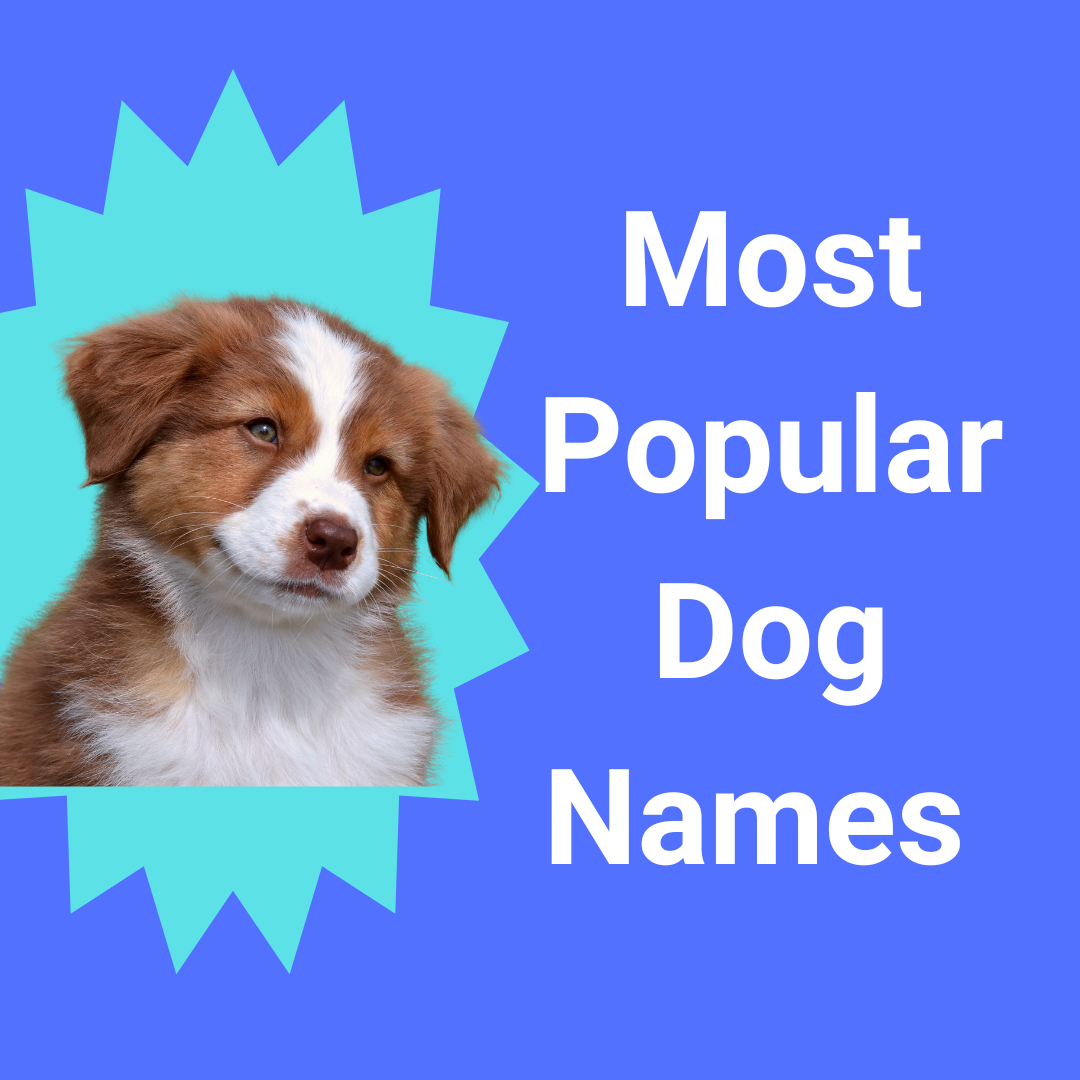Most Popular Dog Names To Choose For 2023