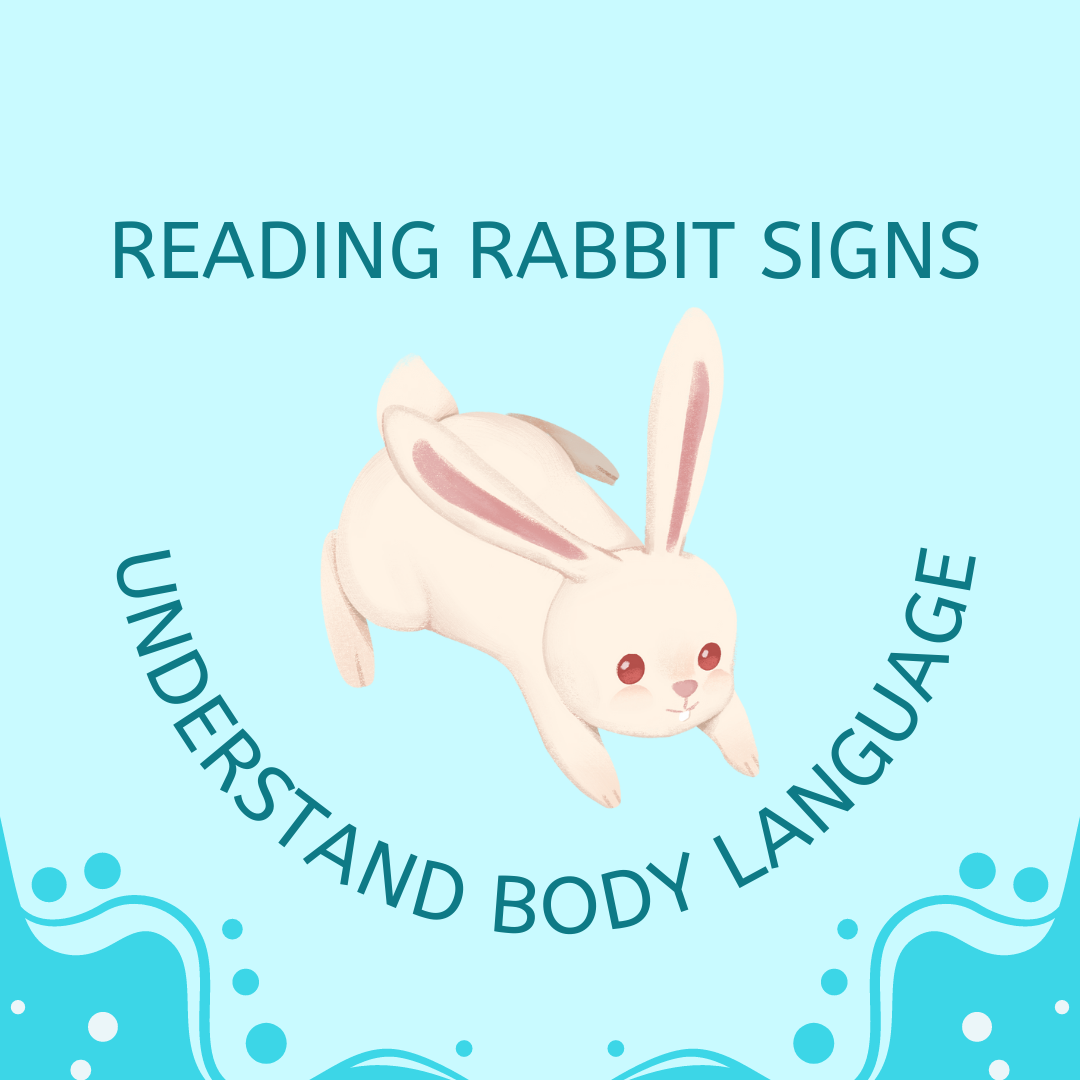 Reading Rabbit Signs and understanding body language